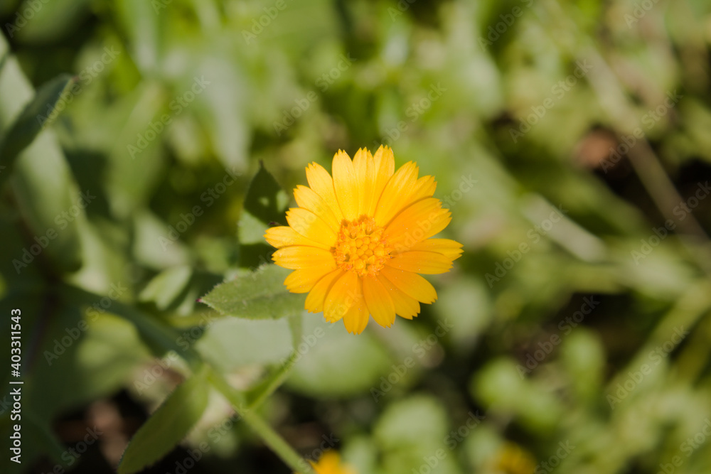 A yellow wildflower and green leaves. A yellow wildflower and green leaves.