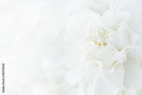 White Flower Background, Sympathy Card, White Carnation Wedding Background, Floral Macro Closeup © Natalia Ladden 