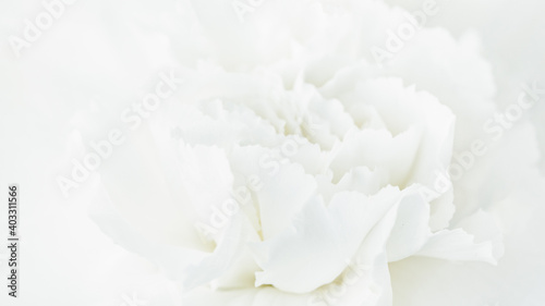 White Flower Background, Sympathy Card, White Carnation Wedding Background, Floral Macro Closeup © Natalia Ladden 