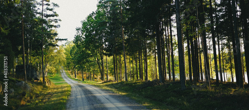 Gravel Road through forest