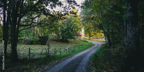 Country road in the woods