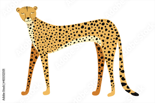 Vector illustration beautiful cheetah, Side view. Big wild cat isolated on white background. Fastest mammal animal. Perfect for logo, t-shirt, card, poster