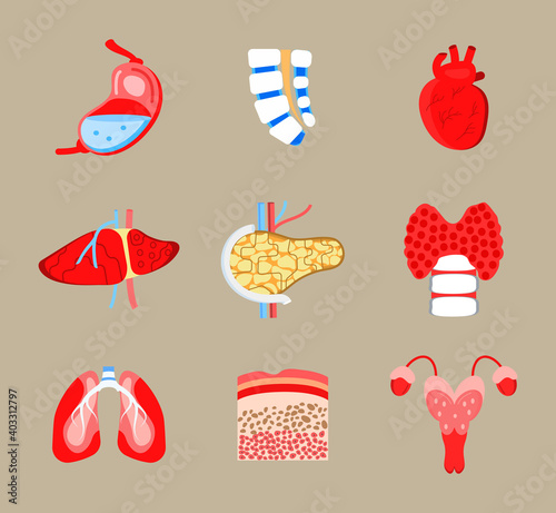 Human internal organs icons set vector. Spinal brain, stomach, heart are shown. Liver, lungs, pancreas are drawn in flat style. Thyroid, skin, biopsy and uterus for medical web, banner