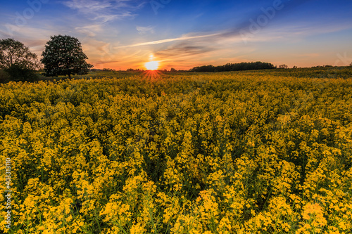 Rape field in spring in Germany in the evening. Yellow rape flowers at sunset. Trees and shrubs in the field. Colorful sky with clouds during sunset