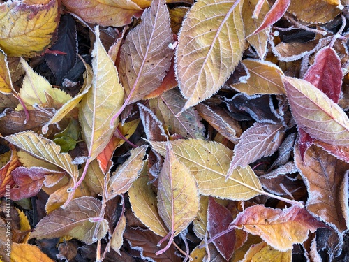 Fototapeta autumn leaves background
