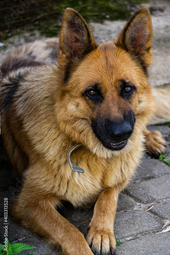 A young German shepherd dog is resting on the sidewalk.