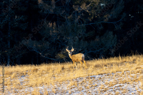 Mule Deer at Sunrise © swkrullimaging