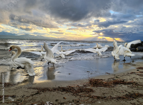 Fototapeta Naklejka Na Ścianę i Meble -  Cygne et envole