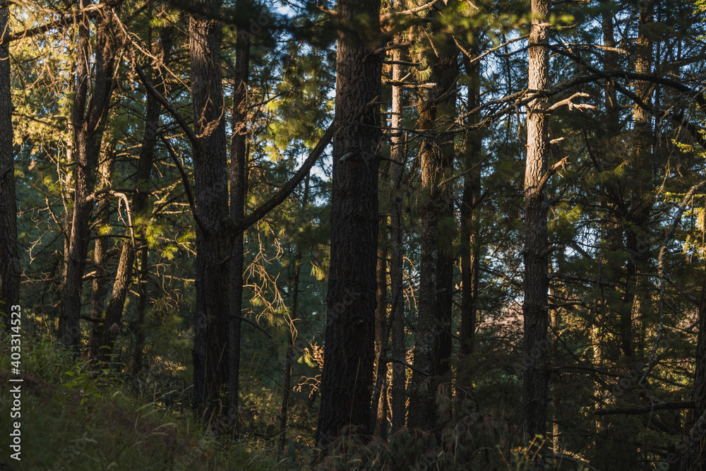 Fototapeta premium Autumn / winter landscape in the forest, beautiful sunset with golden light, which enters through the branches of the trees and creates an atmosphere of soft and warm light. 3
