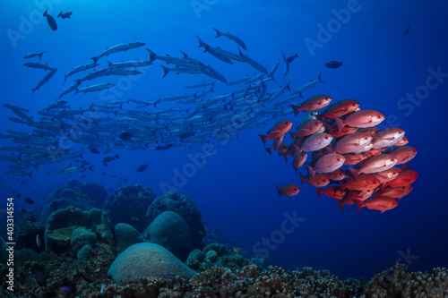 Schooling pinjalo snapper and baracuda swiming above coral reef photo