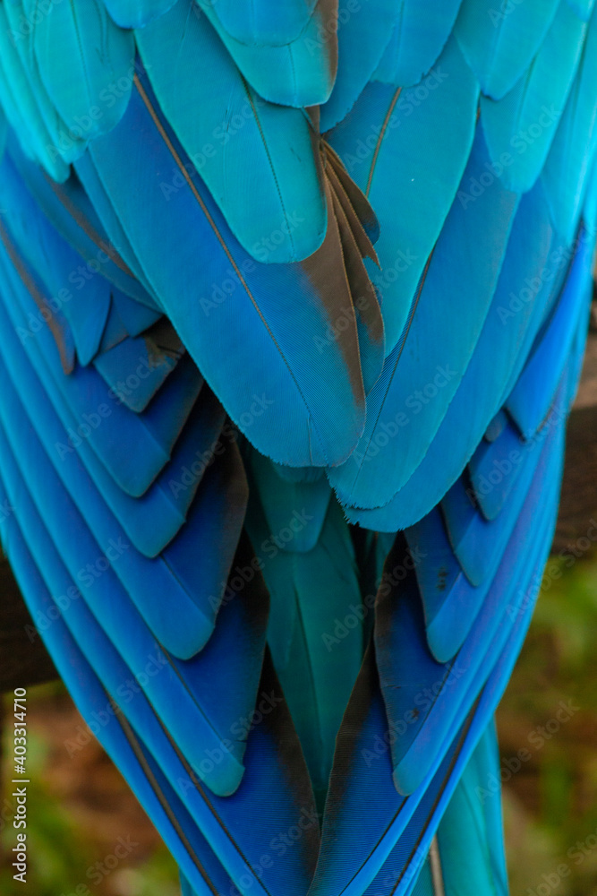 Obraz premium blue macaw feathers