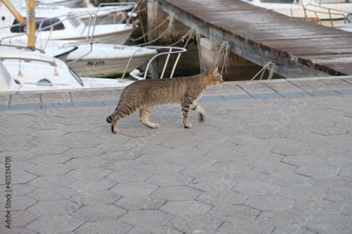 Katze am Hafen photo