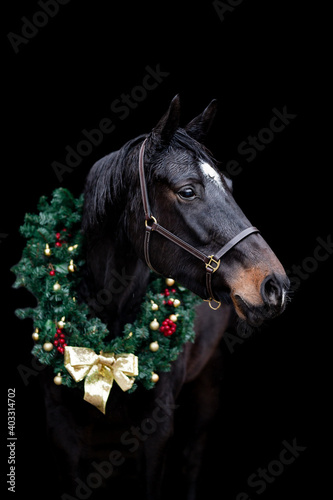 Beautiful chestnut brown horse mare stallion isolated on black background with christmas wreath. Elegant portrait of a beautiful animal. © Eliška