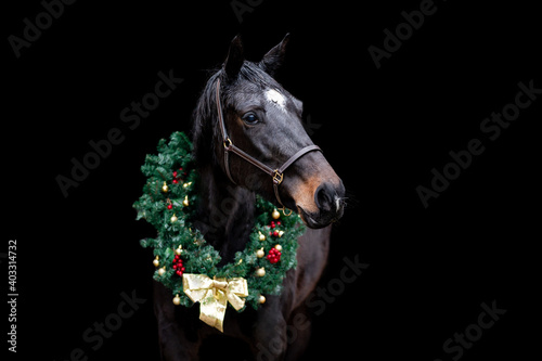Beautiful chestnut brown horse mare stallion isolated on black background with christmas wreath. Elegant portrait of a beautiful animal. © Eliška