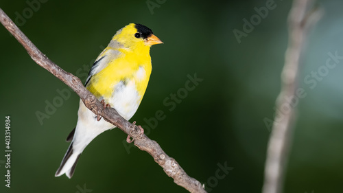 American Goldfinch Resting on a Tree Branch