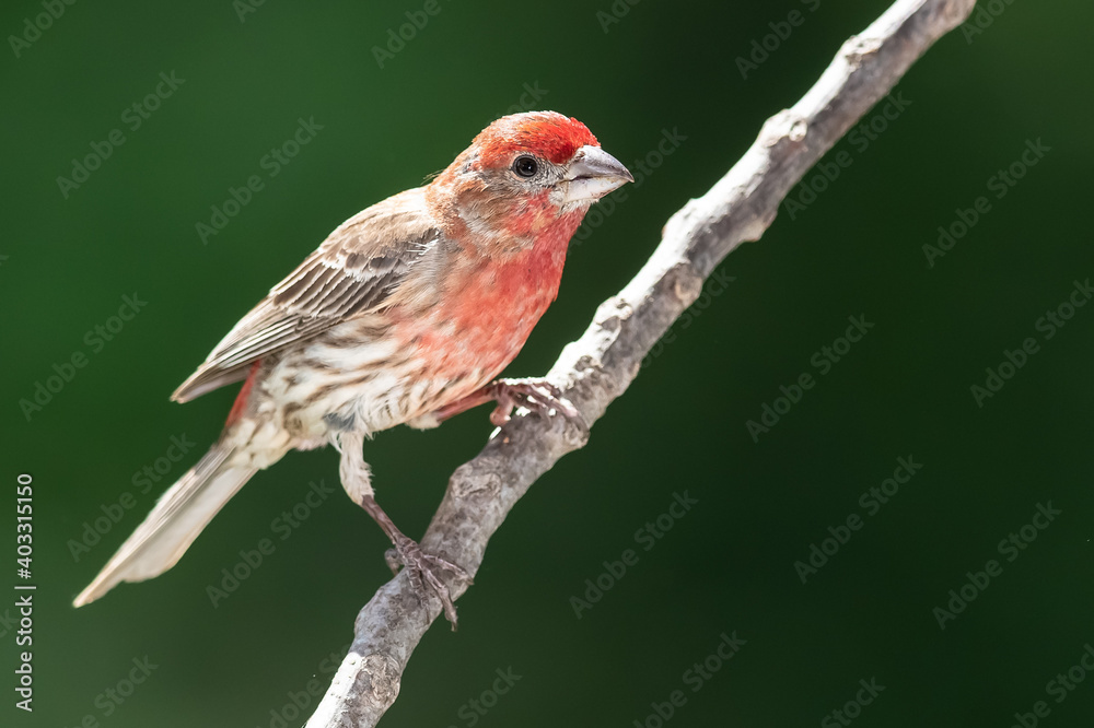 House Finch Perched on a Slender Tree Branch House Finch Perched on a Slender Tree Branch