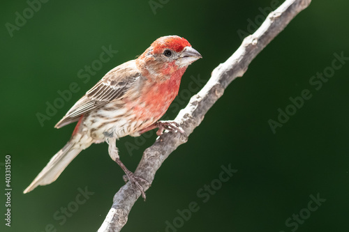 House Finch Perched on a Slender Tree Branch © rck