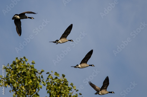 Flock of Canada Geese Flying Past an Autumn Tree