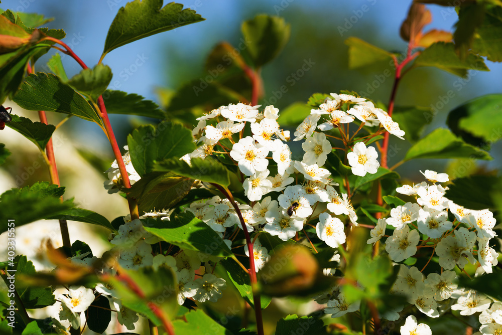 White spring flowers in the soft rays of the sun White spring flowers in the soft rays of the sun