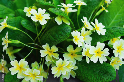 Primrose flowers in the garden with bright green foliage
