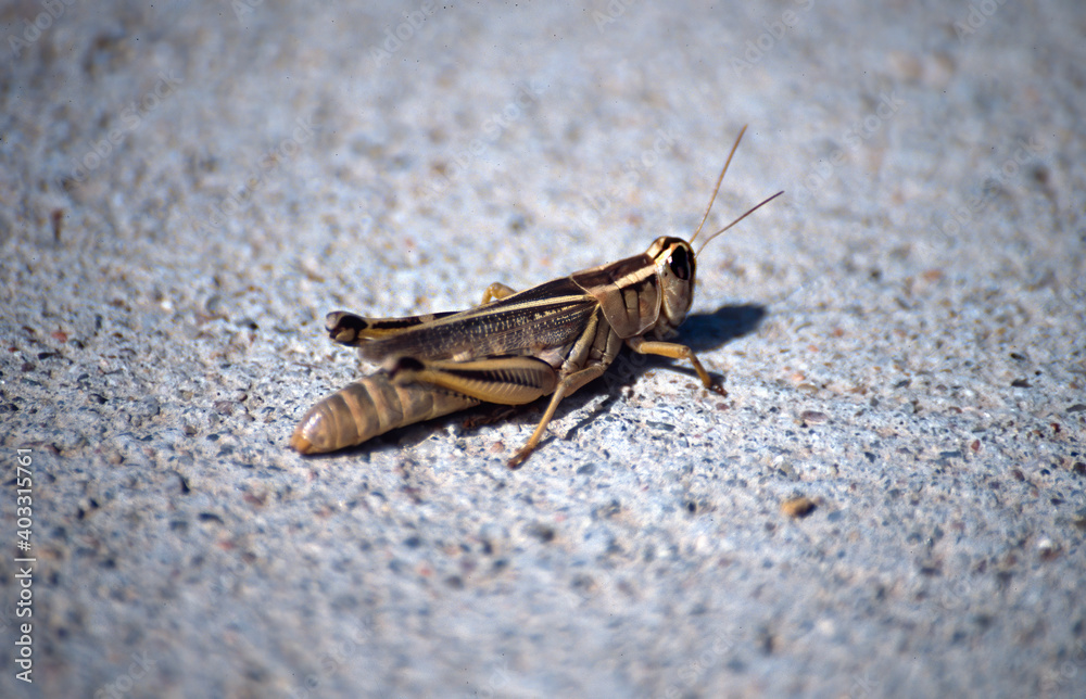 Grasshopper in the sand of Oregon, USA Grasshopper in the sand of Oregon, USA
