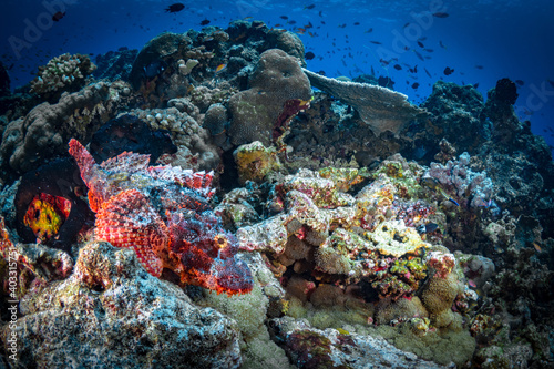 Fototapeta Naklejka Na Ścianę i Meble -  Tropical fish swimming aboce coral reef in Papua New guinea