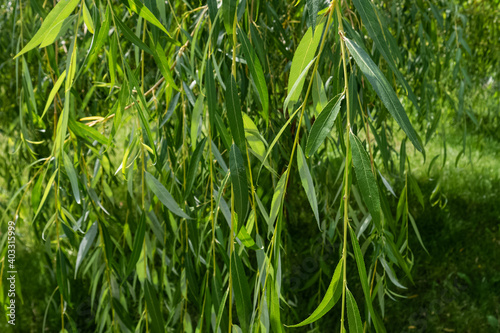 Salix babylonica, green willow tree branches with sunlight and shadows in July