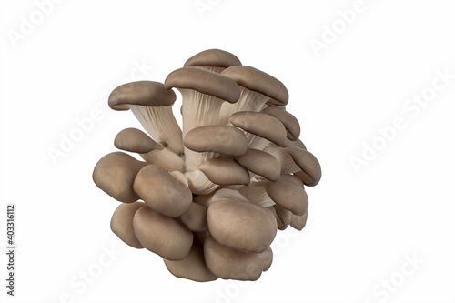 Group of oyster mushrooms of different sizes isolated on a white background