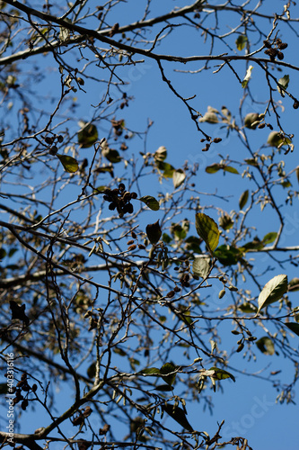 Open spreading habit of White Alder, Alnus Rhombifolia, Betulaceae, native monoecious perennial deciduous tree in Ballona Freshwater Marsh, Southern California Coast, Autumn. photo