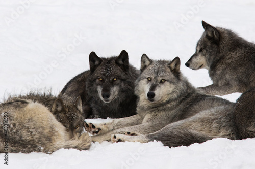northwestern wolf (Canis lupus occidentalis) pack in winter © Mircea Costina