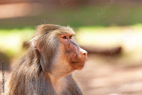 Profile of Hamadryas Baboon