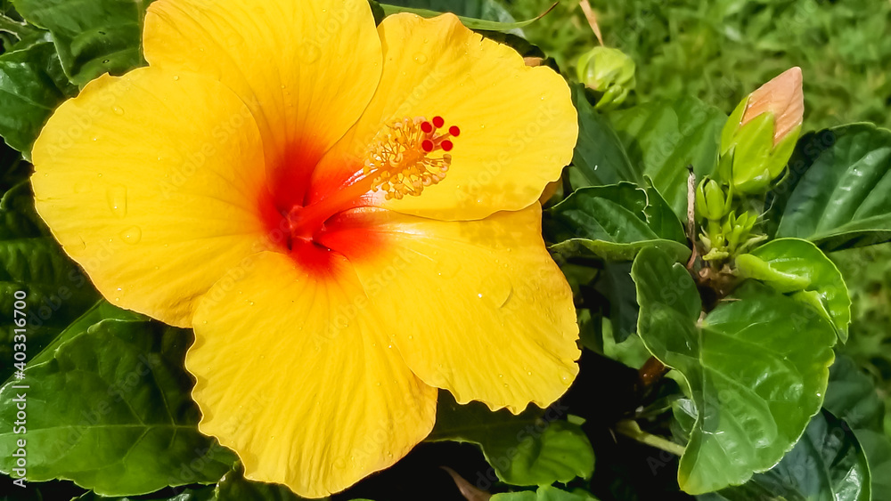 Macro shot of a sharp yellow hibiscus flower in Bellechasse , with full green leaves surrounding it, along with other plants in back. Macro shot of a sharp yellow hibiscus flower in Bellechasse , with full green leaves surrounding it, along with other plants in back.