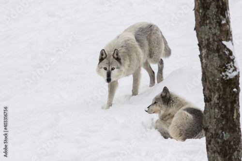 northwestern wolf (Canis lupus occidentalis) alpha pair in winter © Mircea Costina