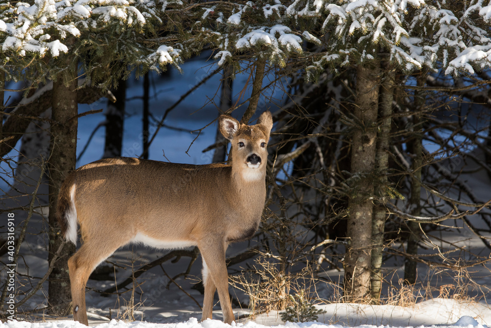 white tailed deer in winter white tailed deer in winter