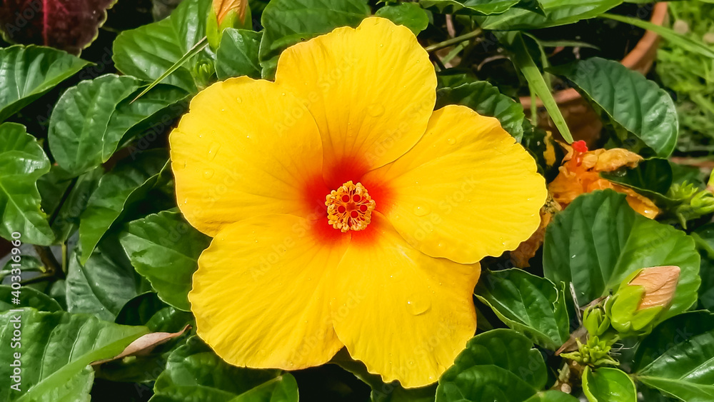 Macro shot of a yellow hibiscus flower, showing its inner color and lined pattern, green leaves and another flowerpot are seen in the backdrop. Macro shot of a yellow hibiscus flower, showing its inner color and lined pattern, green leaves and another flowerpot are seen in the backdrop.
