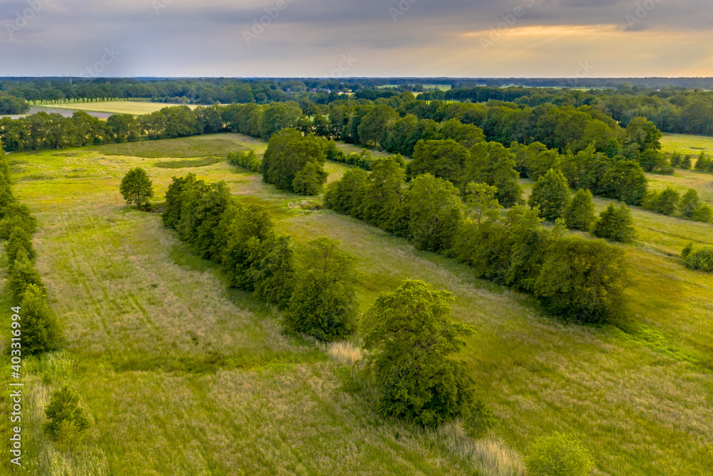 Aerial view of rows of trees in river valley