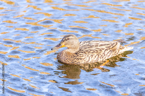 Mallard duck on a pond in the local park. Canada.