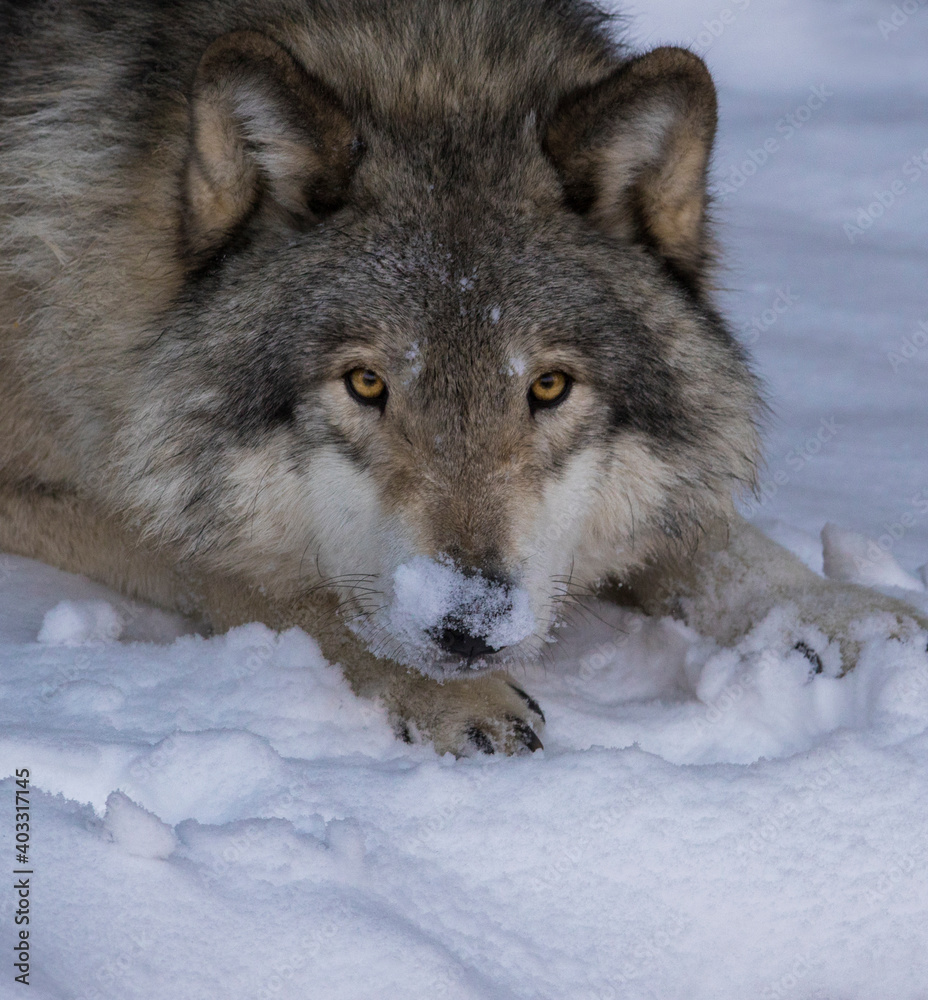 Fototapeta premium northwestern wolf portrait in winter