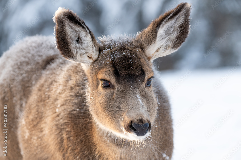 The face of a cute, adorable mule deer in northern Canada during winter season. Snow on face and body with cold, snowy background. 
