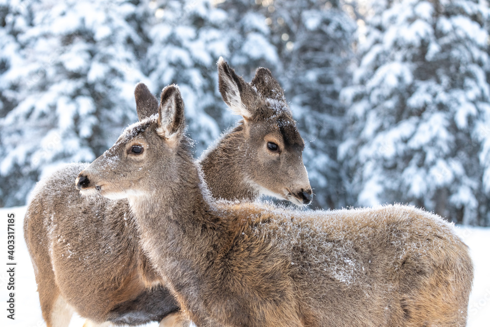 Two female mule deer standing facing each other in cute, love position. Seen in winter with woods, forest background. 