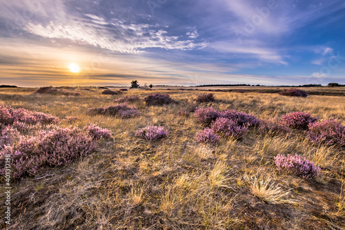 Soothing landscape scenery of heathland photo