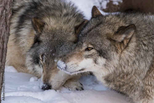 northwestern wolf  Canis lupus occidentalis  alpha pair in winter