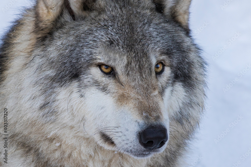 northwestern wolf portrait in winter