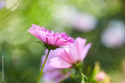 nice flowers in the summer garden