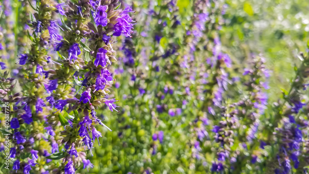 Obraz premium Closeup shot of lavender plants, sunshine in fields of bellechasse provides freshness in the shot, blurry leaves and flowers are seen in the back