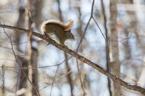 American red squirrel (Tamiasciurus hudsonicus) in winter