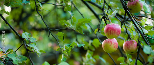 jabłka na drzewie w sadzie © Andrzej