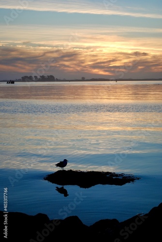 Sunset on Eureka  California s Pacific coast on Humboldt Bay. Bird flying. Humboldt Bay stretches from the sloughs and creeks at Arcata Marsh to the Humboldt Bay National Wildlife Refuge at Loleta. 