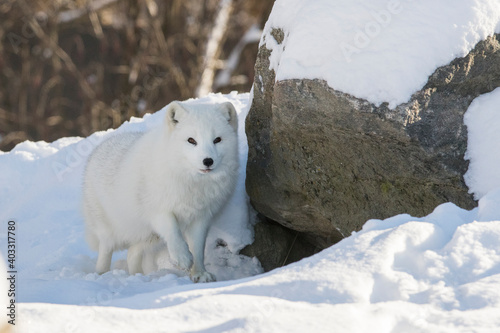 Arctic fox (Vulpes lagopus) in winter