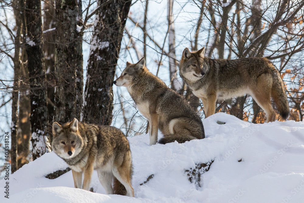 coyote (Canis latrans) in winter coyote (Canis latrans) in winter